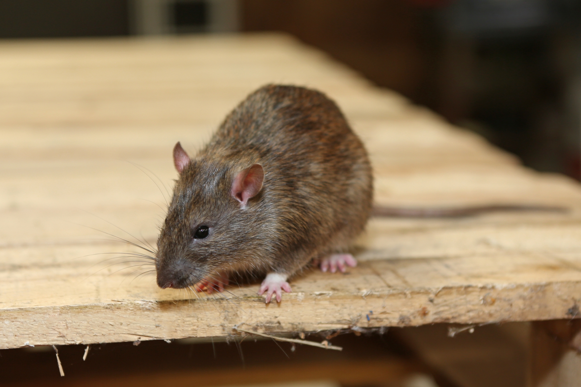 Rat Control, Pest Control in North Watford, WD24. Call Now 020 8166 9746