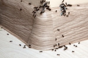 Ant Control, Pest Control in North Watford, WD24. Call Now 020 8166 9746