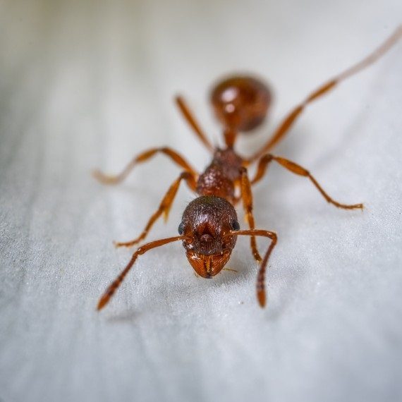Field Ants, Pest Control in North Watford, WD24. Call Now! 020 8166 9746