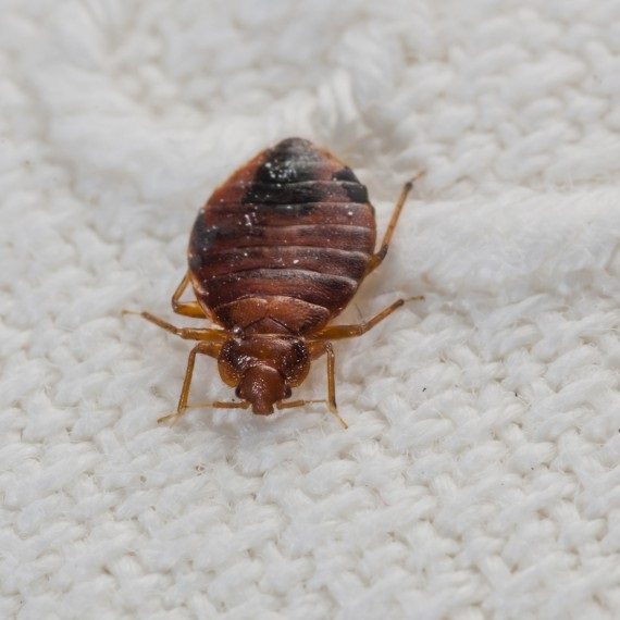 Bed Bugs, Pest Control in North Watford, WD24. Call Now! 020 8166 9746