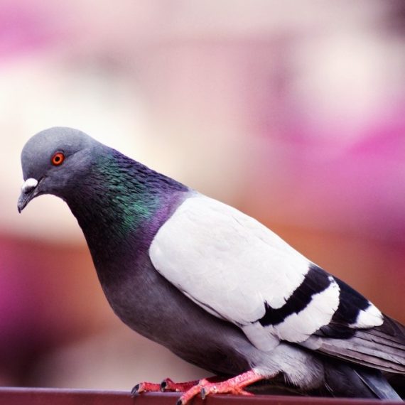 Birds, Pest Control in North Watford, WD24. Call Now! 020 8166 9746