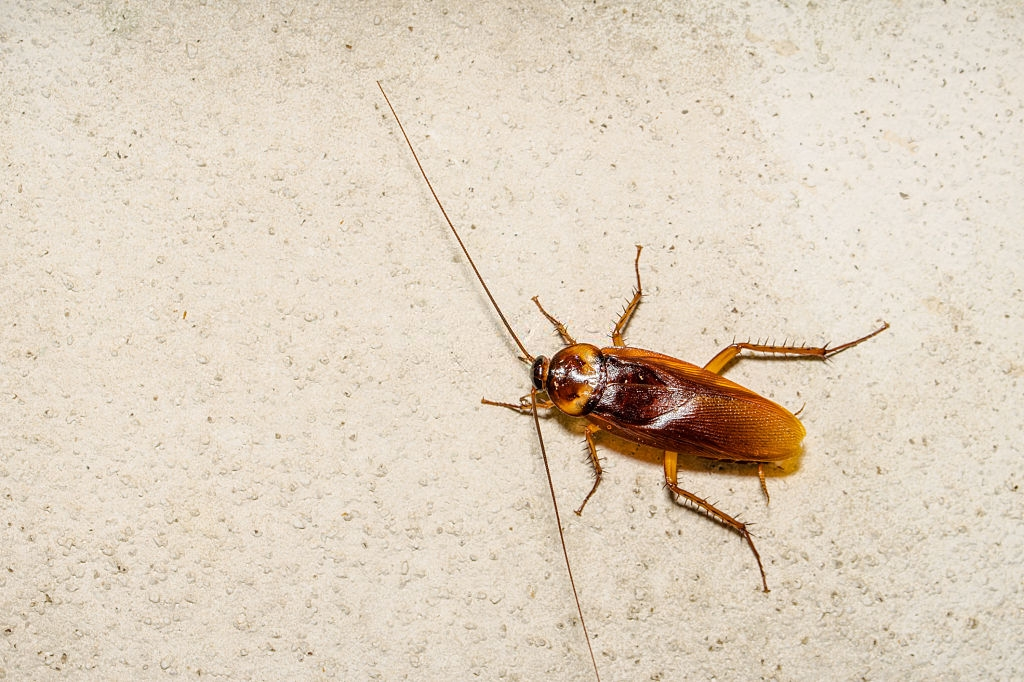 Cockroach Control, Pest Control in North Watford, WD24. Call Now 020 8166 9746