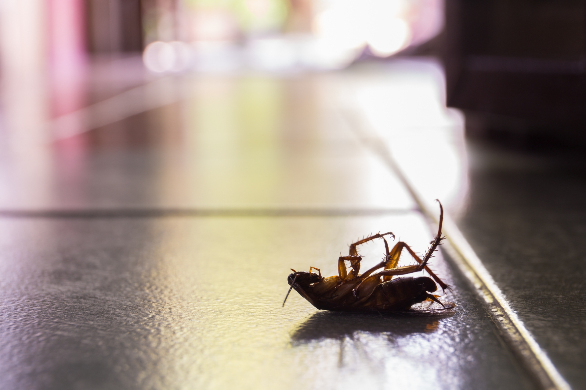 Cockroach Control, Pest Control in North Watford, WD24. Call Now 020 8166 9746