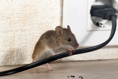 Pest Control in North Watford, WD24. Call Now! 020 8166 9746