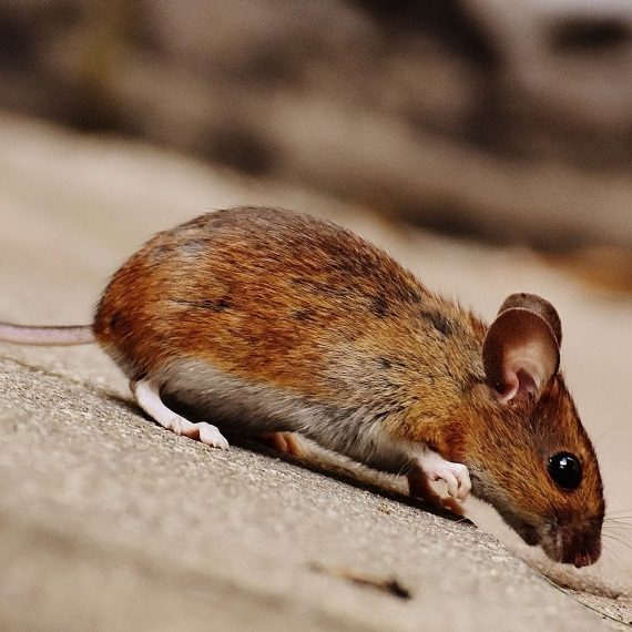 Mice, Pest Control in North Watford, WD24. Call Now! 020 8166 9746
