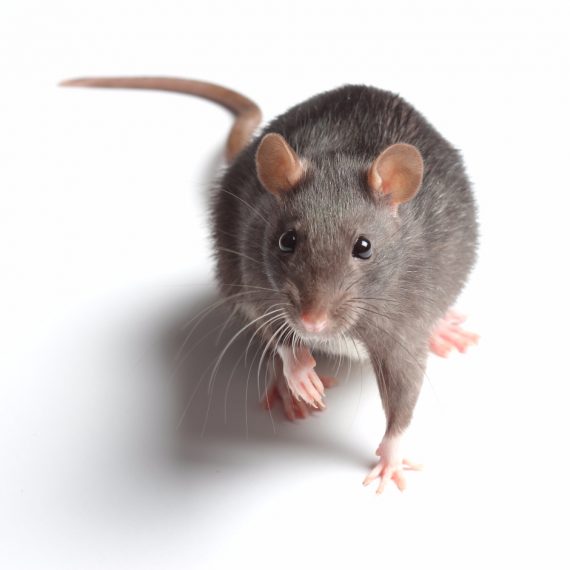 Rats, Pest Control in North Watford, WD24. Call Now! 020 8166 9746