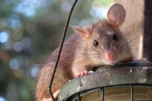 Rat Control, Pest Control in North Watford, WD24. Call Now 020 8166 9746