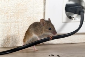 Mice Control, Pest Control in North Watford, WD24. Call Now 020 8166 9746