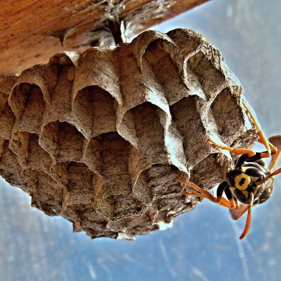 Wasps Nest, Pest Control in North Watford, WD24. Call Now! 020 8166 9746